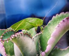 Alive Green Cricket Standing On Beautiful Succulent Leaves Stock Photography