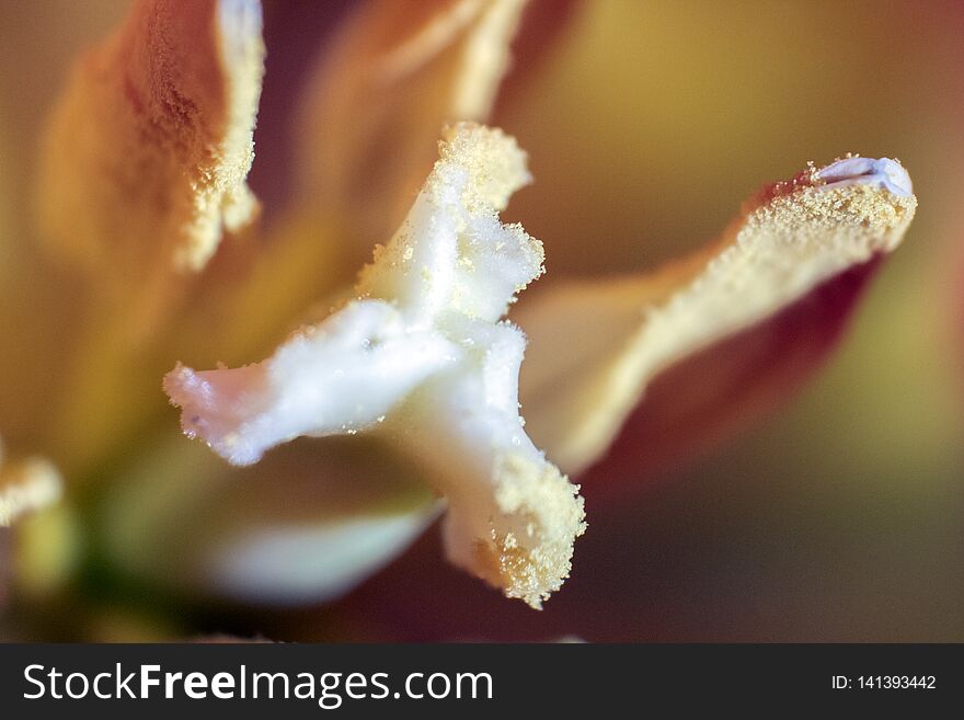 Macro. Photo pollen of beautiful red tulips close-up. Natural background