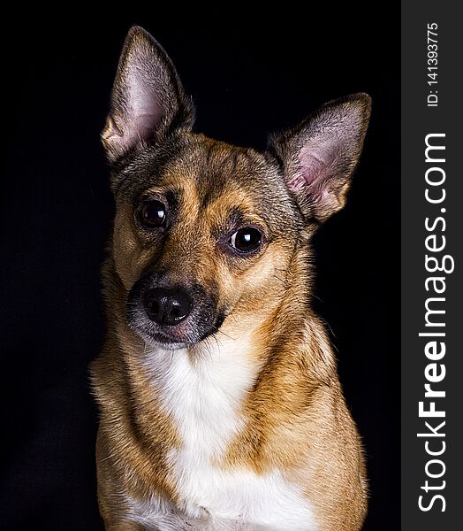 Portrait of a dog on a black background