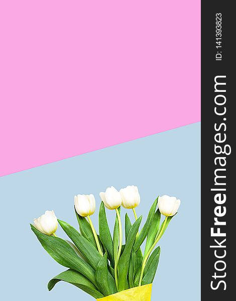 Spring white tulips flowers on pastel blue and pink background. Happy Easter card. Flat lay, top view. Copy space. Concept of gift