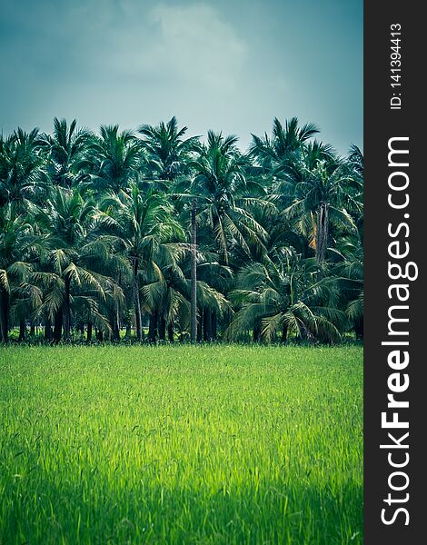 Rice fields with coconut trees in the distance in countryside of Thailand.