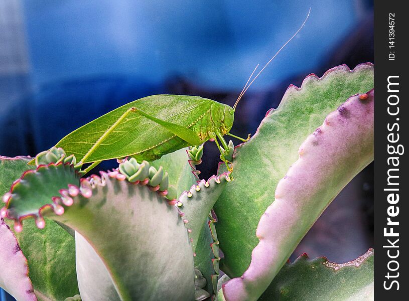 Alive Green Cricket Standing On Beautiful Succulent Leaves