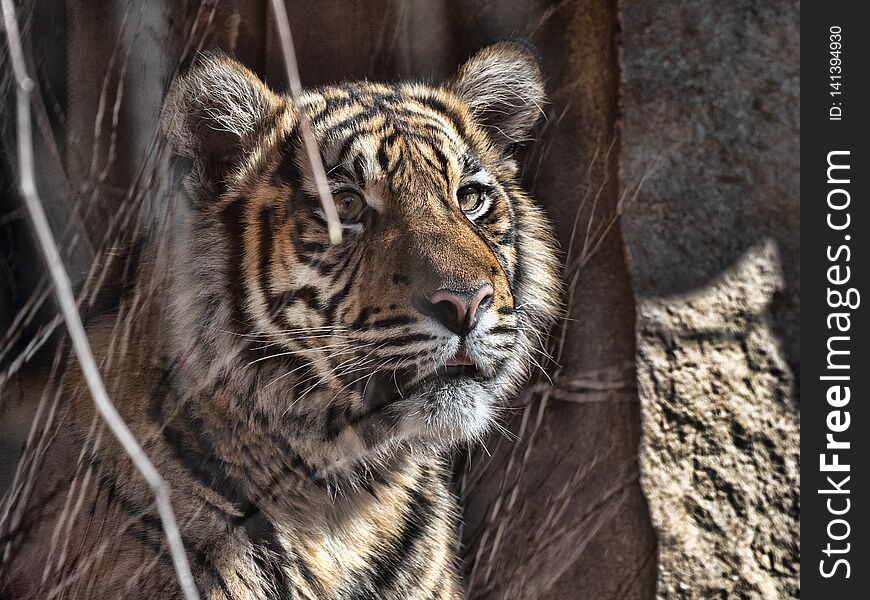 the Portrait of a young female Sumatran Tiger, Panthera tigris sumatrae