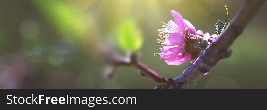 Flowering fruit tree branches with pink flowers in sunlight close-up. Flowering fruit tree branches with pink flowers in sunlight close-up