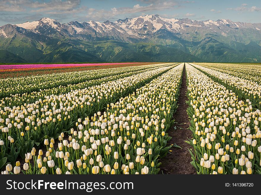 Beautiful Tulips Field And Mountains