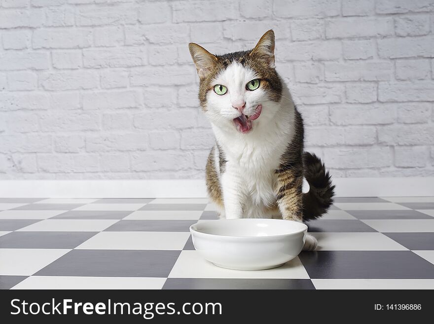 Funny tabby cat licking his face next to a food dish.