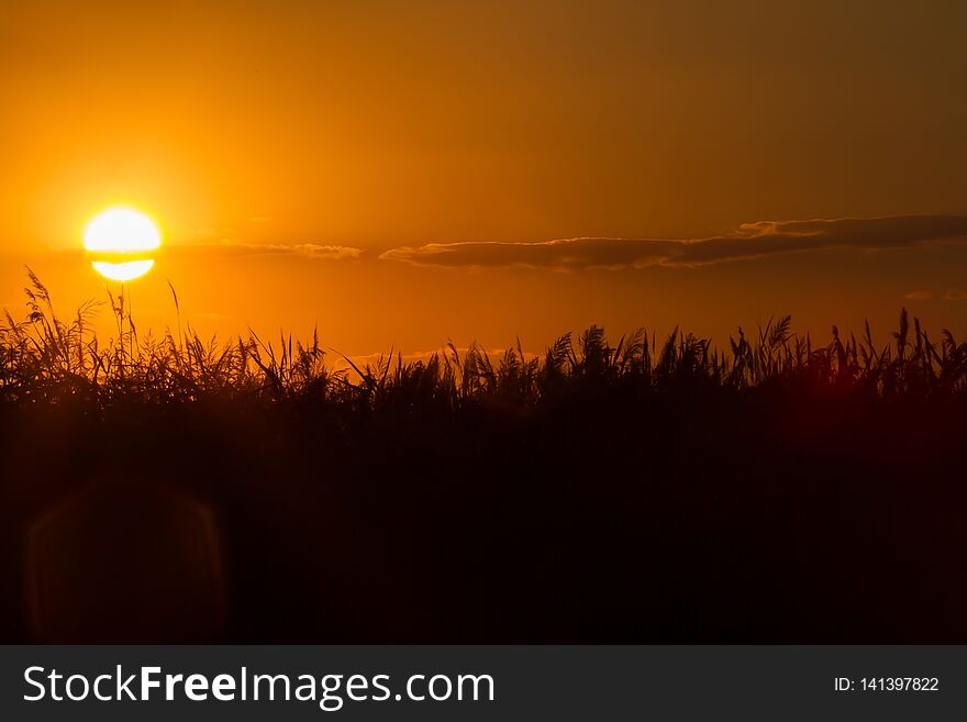 Orange moody sunset over the reed in Ukraine