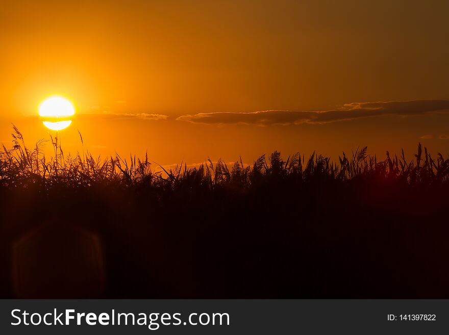 Orange Moody Sunset Over The Reed In Ukraine