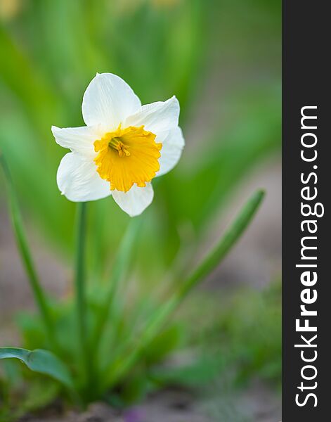 White daffodil in the garden