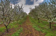 Orchard Path In Summer Stock Photo