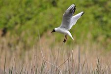 Laughing Gull Landing On Its Nest Stock Photos