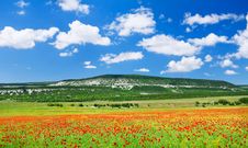 Poppy Field Stock Photo Poppy Field Stock Photo