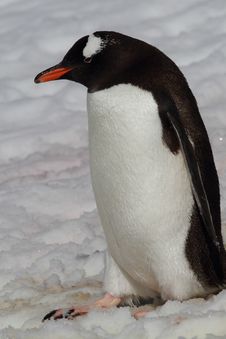 Gentoo Penguin In The Snow, Antarctica Royalty Free Stock Photo