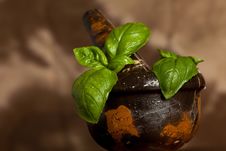 Fresh Basil Royalty Free Stock Photography Fresh Basil Royalty Free Stock Photography