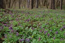 Spring Forest In Spring Flowers Royalty Free Stock Photo Spring Forest In Spring Flowers Royalty Free Stock Photo