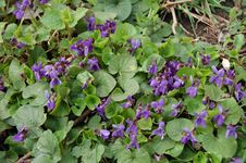Spring Violets In The Woods Stock Images Spring Violets In The Woods Stock Images