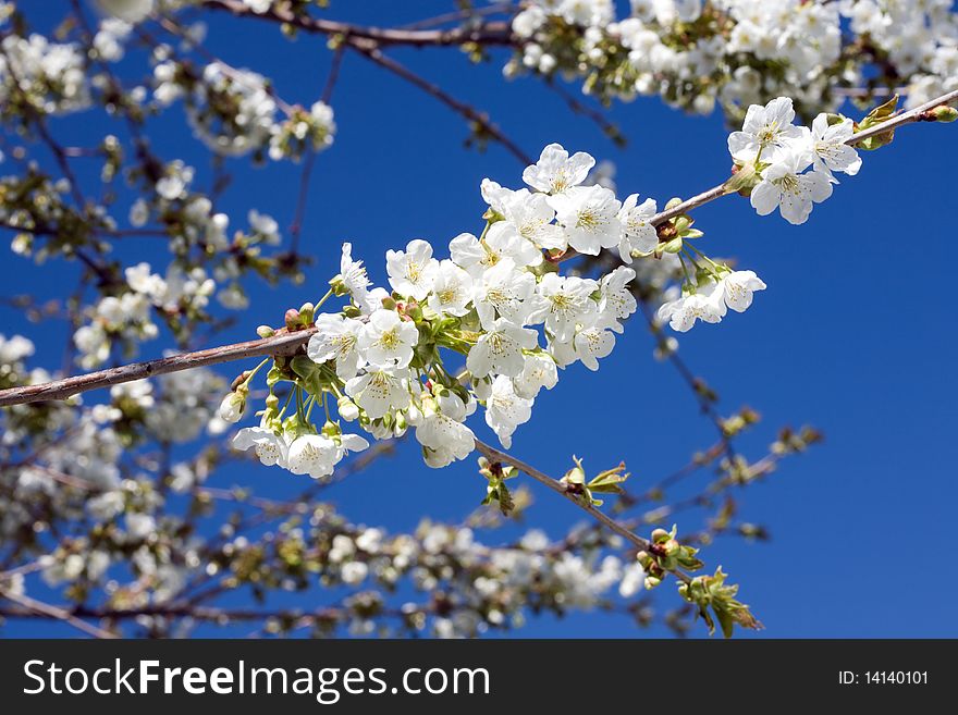 Blooming cherry tree branch. With circular polarizer. Blooming cherry tree branch. With circular polarizer