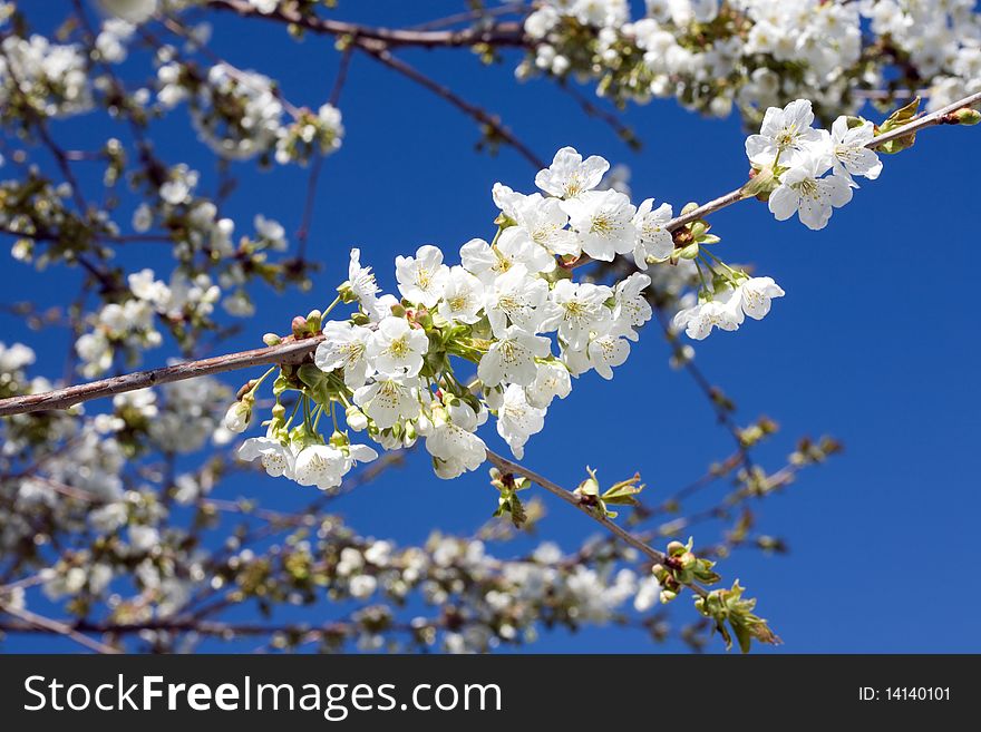 Cherry Blossom.