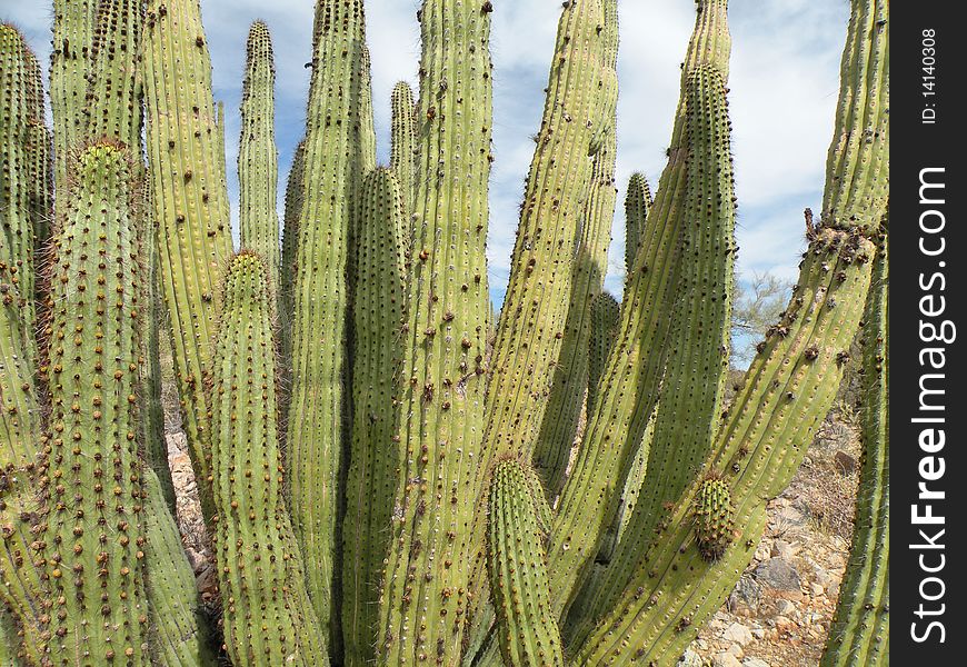 Detail of organ pipe cactus growing in Organ Pipe National Monument in Arizona