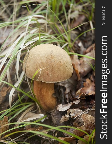 Fresh mushroom boletus in a chestnut forest. Fresh mushroom boletus in a chestnut forest