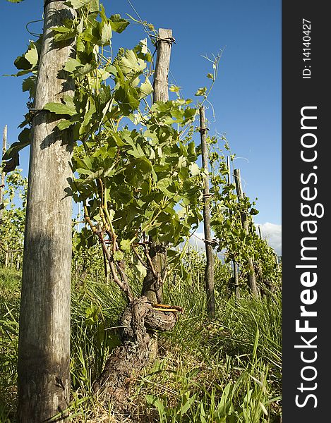 Vineyard row of barbera, region of oltrepo, lombardy, Italy. Vineyard row of barbera, region of oltrepo, lombardy, Italy