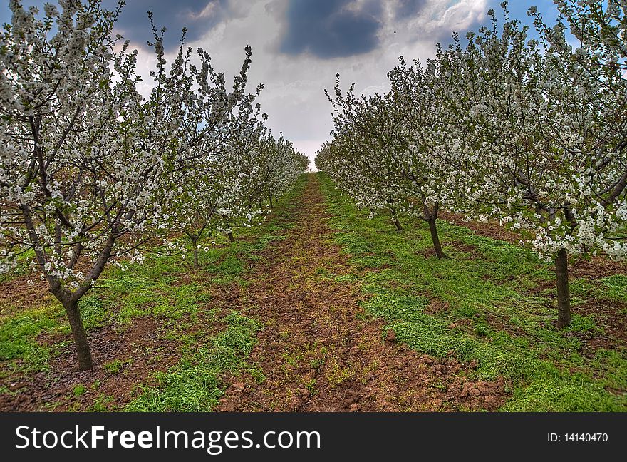 Orchard Path In Summer