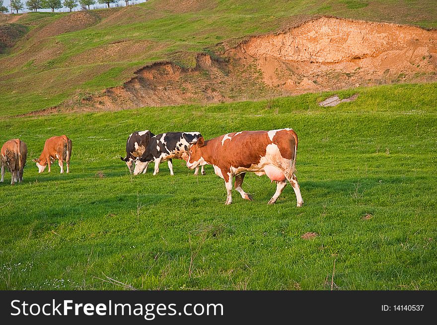 A herd of cows feeding on a field in spring. A herd of cows feeding on a field in spring