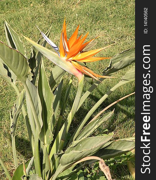 Orange flower at the garden