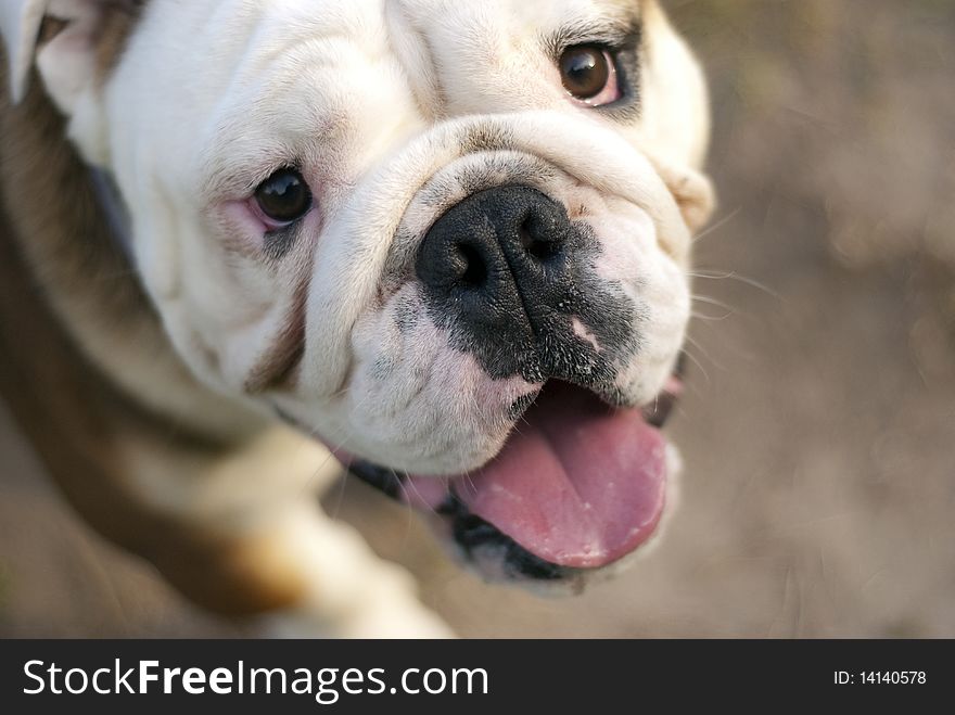 Portrait of an English bulldog in the nature