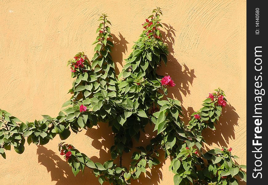 Pink flower wit beautiful leaves on the yellow wall