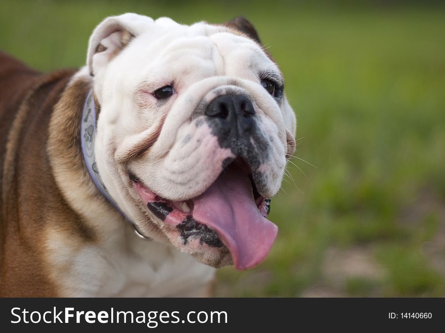 Portrait of an English bulldog in the nature