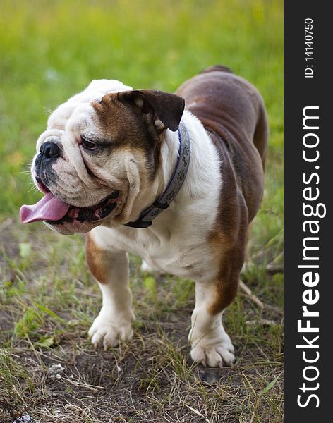 Portrait of an English bulldog in the nature