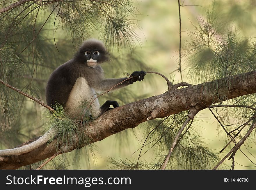 A leaf monkey looking back at the camera with wondering face. A leaf monkey looking back at the camera with wondering face.
