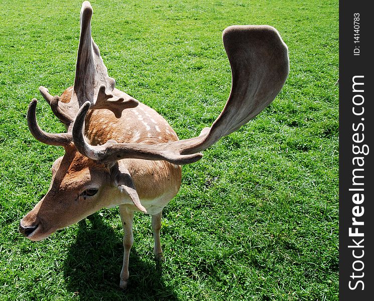 Portrait of Fallow deer in close-up