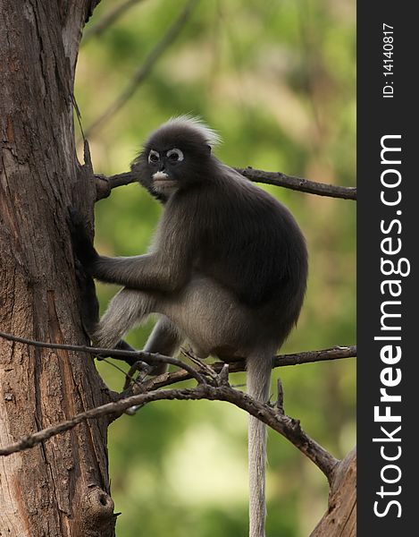 A wild leaf monkey looking down at the visitors. A wild leaf monkey looking down at the visitors.