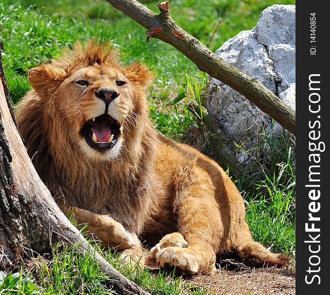 A lion is a male member of the species Panthera leo.