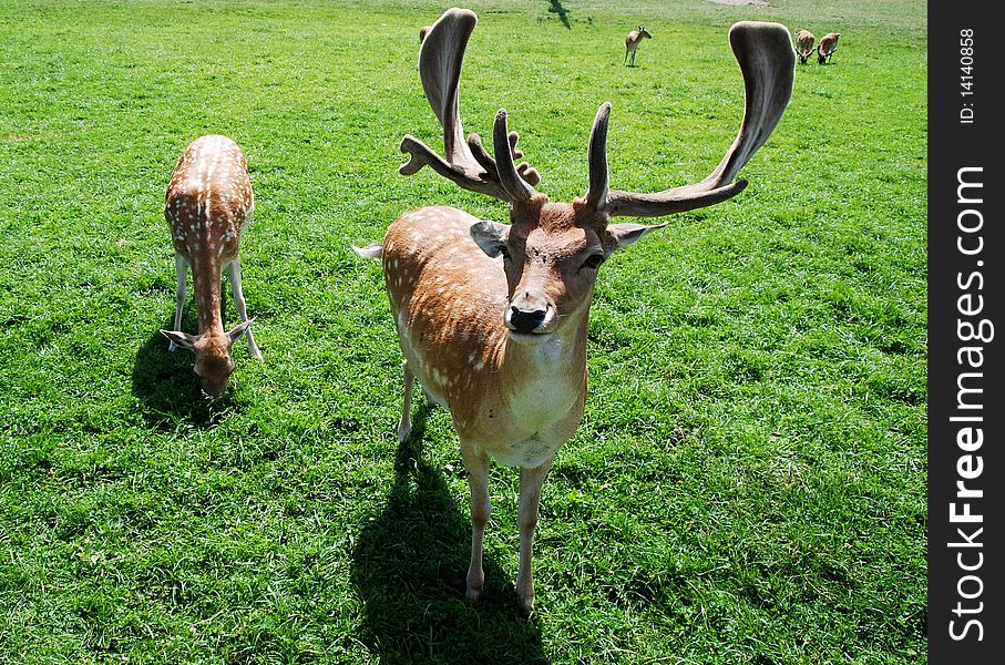 Portrait of Fallow deer in close-up