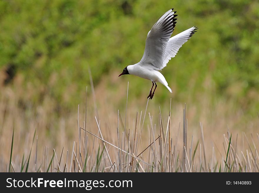 Laughing gull landing on its nest