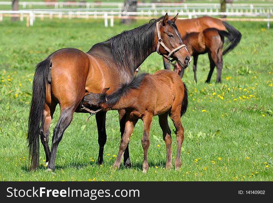 Mare and her foal at greastfeeding.