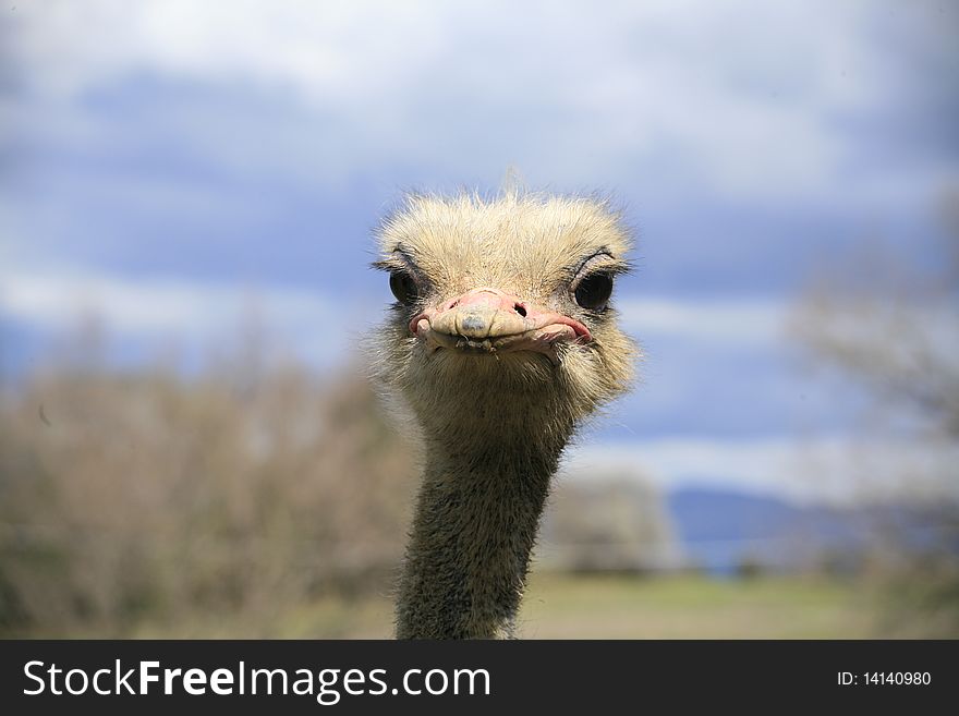 Head of an ostrich. Funny expression.