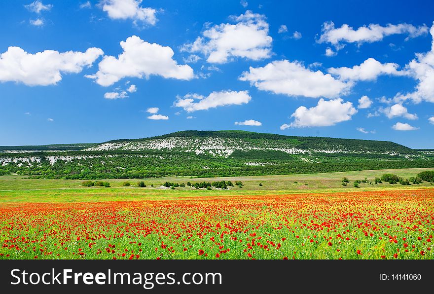 Red poppy field with blue sky