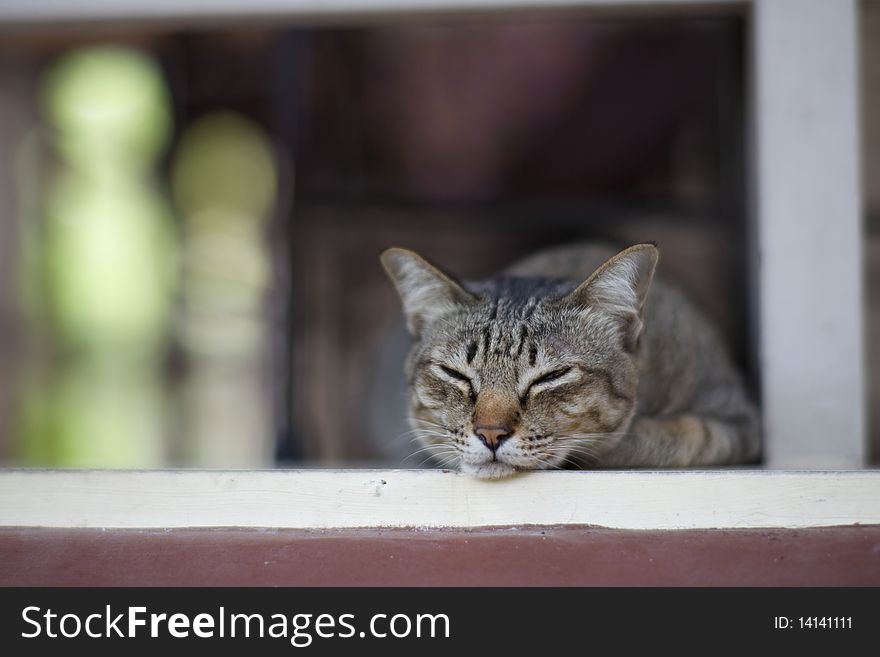 A Sleeping cat with its lovely face. A Sleeping cat with its lovely face.