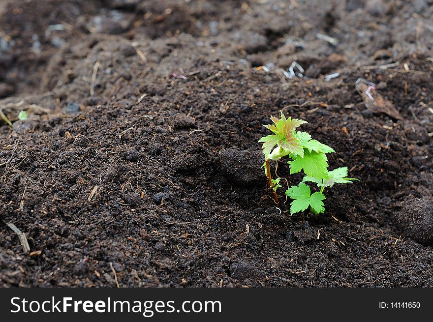 Little green sprout - a symbol of new life and the beginning of a case