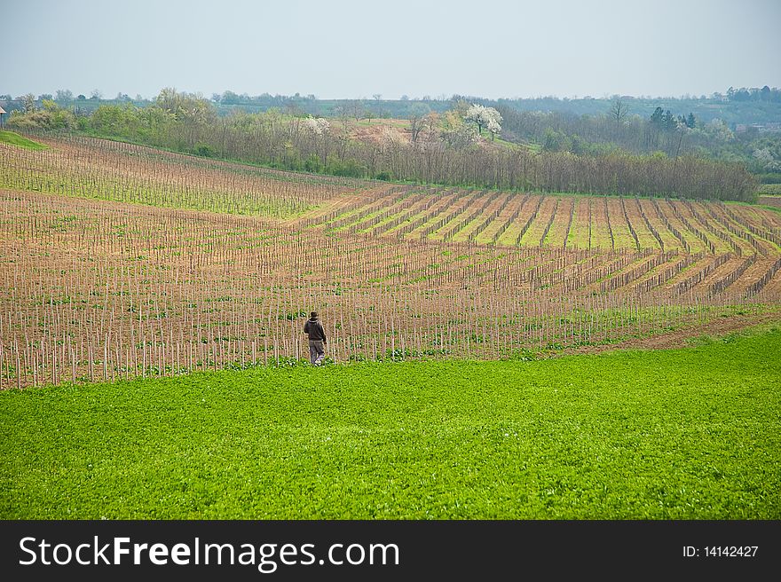 A man, walking through the fields in the spring. A man, walking through the fields in the spring