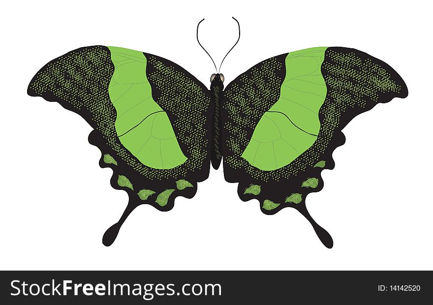 Illustration of a tropical green swallowtail butterfly on a white background.