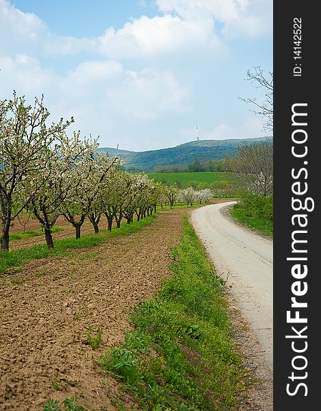 Beautiful country scene with orchard near a road. Beautiful country scene with orchard near a road