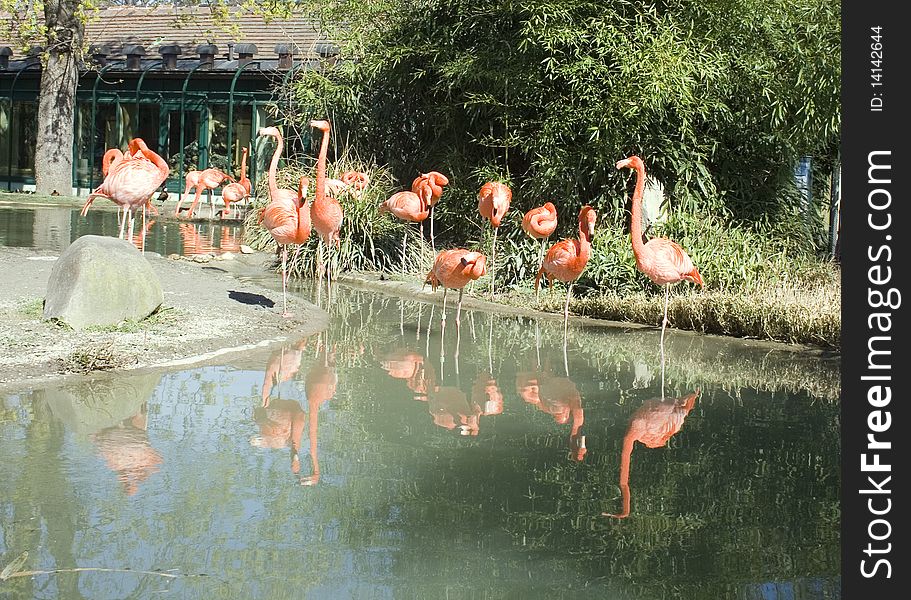 Flock of flamingos at the zoo at Schonbrunn Palace