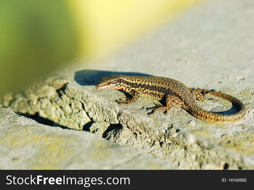 A beautiful colored wall lizard warming under the sun. A beautiful colored wall lizard warming under the sun