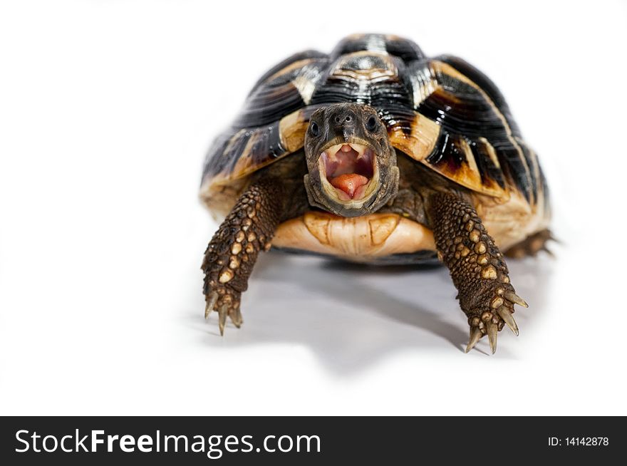 Sample turtle with mouth open