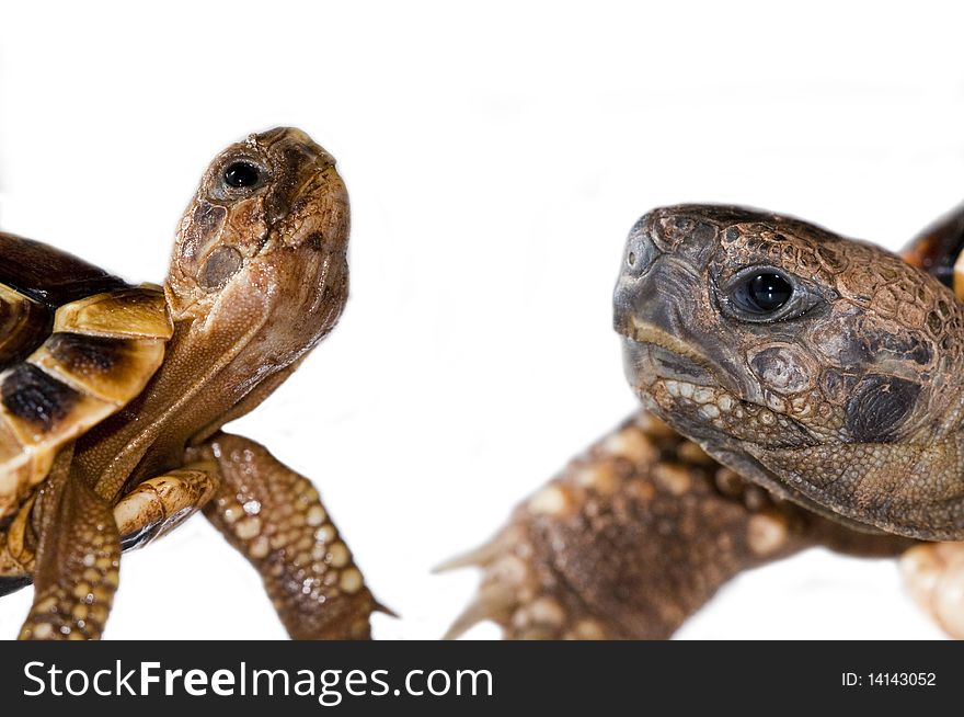 Young and old turtles face to face. Young and old turtles face to face